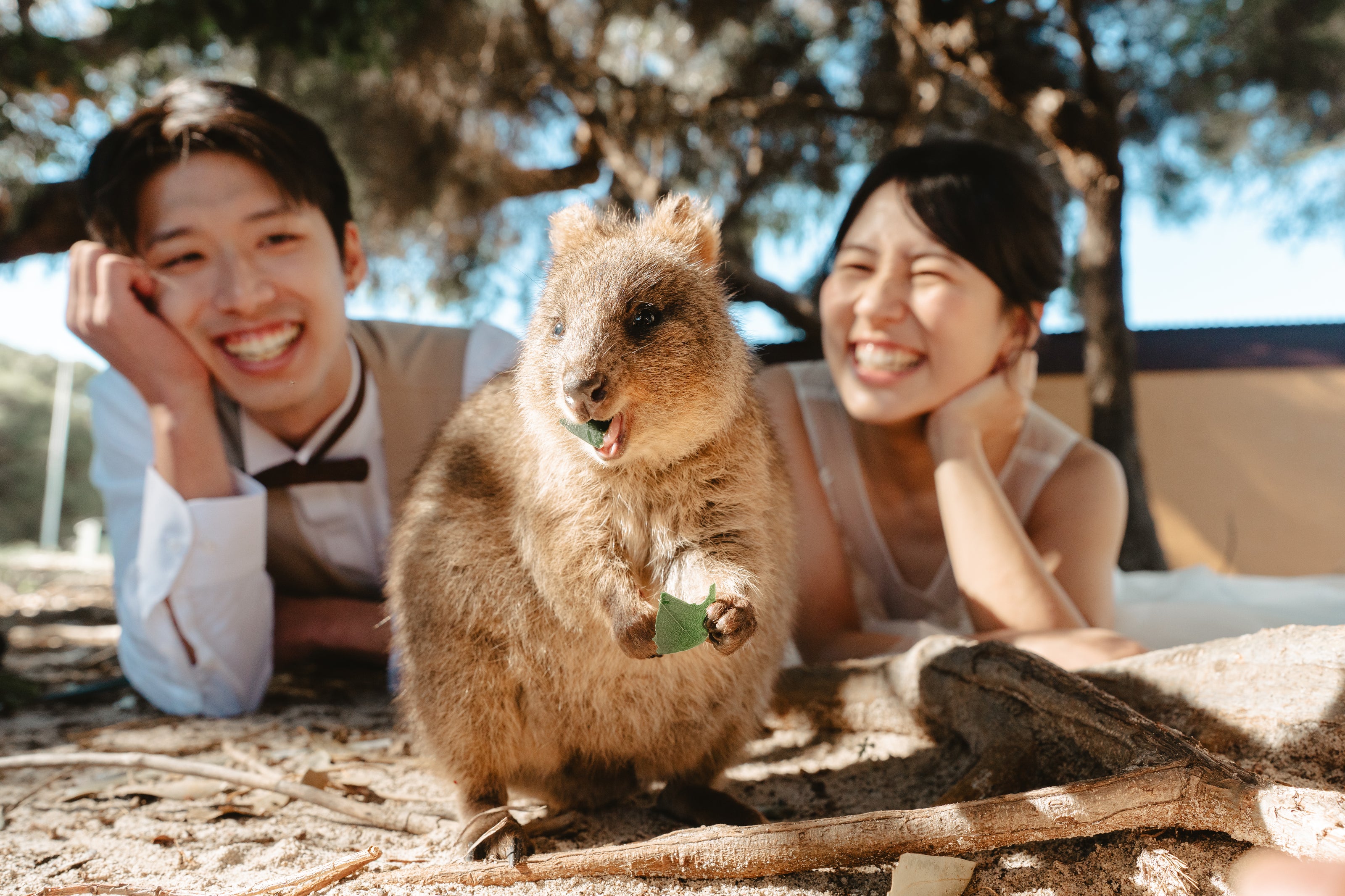 ロットネスト島（ロング）